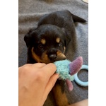 🐶 Rottweiler maschio di 5 settimane (cucciolo) in vendita a Bagnacavallo (RA) da privato