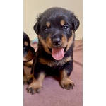 Cucciolo di Rottweiler con Pedigree: Azzurro – il Gigante Tenero 💙 - Foto n. 2