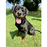 Cucciolo di Rottweiler con Pedigree: Azzurro – il Gigante Tenero 💙 - Foto n. 4