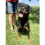 Cucciolo di Rottweiler con Pedigree: Azzurro – il Gigante Tenero 💙 - Foto n. 5