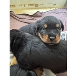 Cucciolo di Rottweiler con Pedigree: blu – L’esploratrice Instancabile 💙 - Foto n. 2