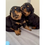 Cucciolo di Rottweiler con Pedigree: Guendalina – la Piccola Leader 🌸 - Foto n. 2