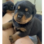 🐶 Rottweiler femmina di 5 settimane (cucciolo) in vendita a Bagnacavallo (RA) e in tutta Italia da privato