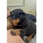 Cucciolo di Rottweiler con Pedigree: Guendalina – la Piccola Leader 🌸 - Foto n. 3