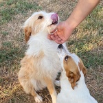 Leone Dolce Spinoncino Cerca casa - Rinuncia di Proprietà - Foto n. 4