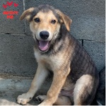🐶 Altra Razza maschio di 3 mesi in adozione a Latina (LT) e in tutta Italia da associazione animali