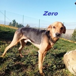 🐶 Altra Razza maschio in adozione a Milano (MI) e in tutta Italia da privato