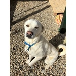 🐶 Altra Razza maschio in adozione a Milano (MI) e in tutta Italia da privato