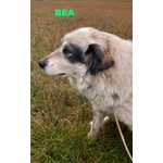 Bea Dolcissima e Mite - Foto n. 2