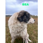 Bea Dolcissima e Mite - Foto n. 3