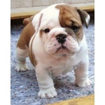 🐶 Bulldog Inglese in vendita a Milano (MI) e in tutta Italia da privato