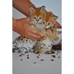 Magnifici Gattini Savannah F5 - Foto n. 4