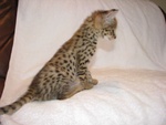 Magnifici Gattini Savannah F5 - Foto n. 5