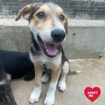 🐶 Altra Razza maschio di 3 mesi in adozione a Latina (LT) e in tutta Italia da associazione animali