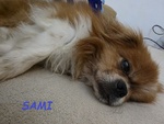 🐶 Pechinese maschio in adozione a Milano (MI) e in tutta Italia da privato