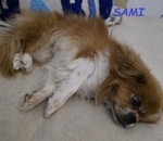 Sami 9anni Buono con Tutti!urgente - Foto n. 3