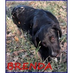Brenda Cucciolotta Abbandonata Sotto il Sole - Foto n. 1