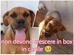 Lisa 2-3anni Timida ma Buona! - Foto n. 2