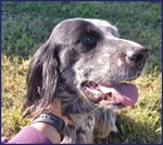 🐶 Setter maschio in adozione a Milano (MI) e in tutta Italia da privato