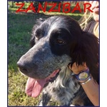 Zanzibar Giovane Setter! - Foto n. 7