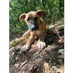 🐶 Altra Razza in adozione a Milano (MI) e in tutta Italia da privato