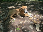 3 Meravigliosi Cuccioli - tg Media - Foto n. 7