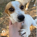 Masha Dolce Cagnolina Incrocio jack Russell Cerca casa - Taglia Piccola! - Foto n. 1