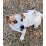 Masha Dolce Cagnolina Incrocio jack Russell Cerca casa - Taglia Piccola! - Foto n. 3