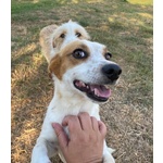 Masha Dolce Cagnolina Incrocio jack Russell Cerca casa - Taglia Piccola! - Foto n. 4