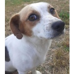 Masha Dolce Cagnolina Incrocio jack Russell Cerca casa - Taglia Piccola! - Foto n. 5