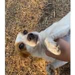 Masha Dolce Cagnolina Incrocio jack Russell Cerca casa - Taglia Piccola! - Foto n. 6