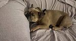 Bulldog Francese per Monta - Foto n. 2