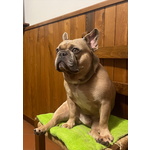 Bulldog Francese per Monta - Foto n. 3