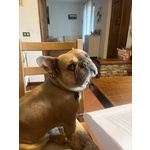 Bulldog Francese per Monta - Foto n. 4
