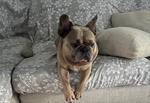 Bulldog Francese per Monta - Foto n. 5