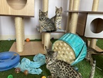 🐱 Maine Coon di 4 mesi in vendita a Roma (RM) da privato
