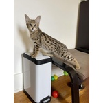 Magnifici Gattini Savannah F5 - Foto n. 2