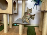 Magnifici Gattini Savannah F5 - Foto n. 3