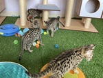 Magnifici Gattini Savannah F5 - Foto n. 4
