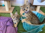 Magnifici Gattini Savannah F5 - Foto n. 6