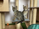 Magnifici Gattini Savannah F5 - Foto n. 7