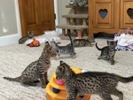 Magnifici Gattini Savannah F5 - Foto n. 8