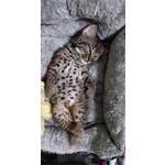 Disponibili Bellissimi Cuccioli di Lince - Foto n. 2