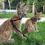 Disponibili Bellissimi Cuccioli di Lince - Foto n. 5