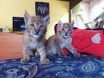 Disponibili Bellissimi Cuccioli di Lince - Foto n. 7