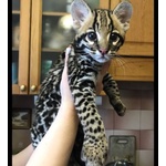 Splendidi Cuccioli di Ocelot Disponibili - Foto n. 2