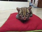 Splendidi Cuccioli di Ocelot Disponibili - Foto n. 3