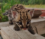 Splendidi Cuccioli di Ocelot Disponibili - Foto n. 4