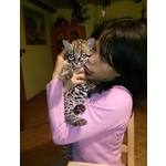 Splendidi Cuccioli di Ocelot Disponibili - Foto n. 5