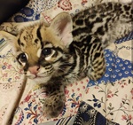 Splendidi Cuccioli di Ocelot Disponibili - Foto n. 6